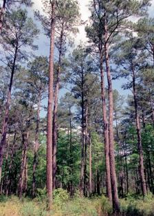 Pine trees