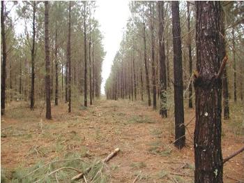 Pine trees in rows