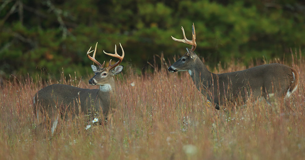 Chronic Wasting Disease | Mississippi Department of Wildlife, Fisheries ...