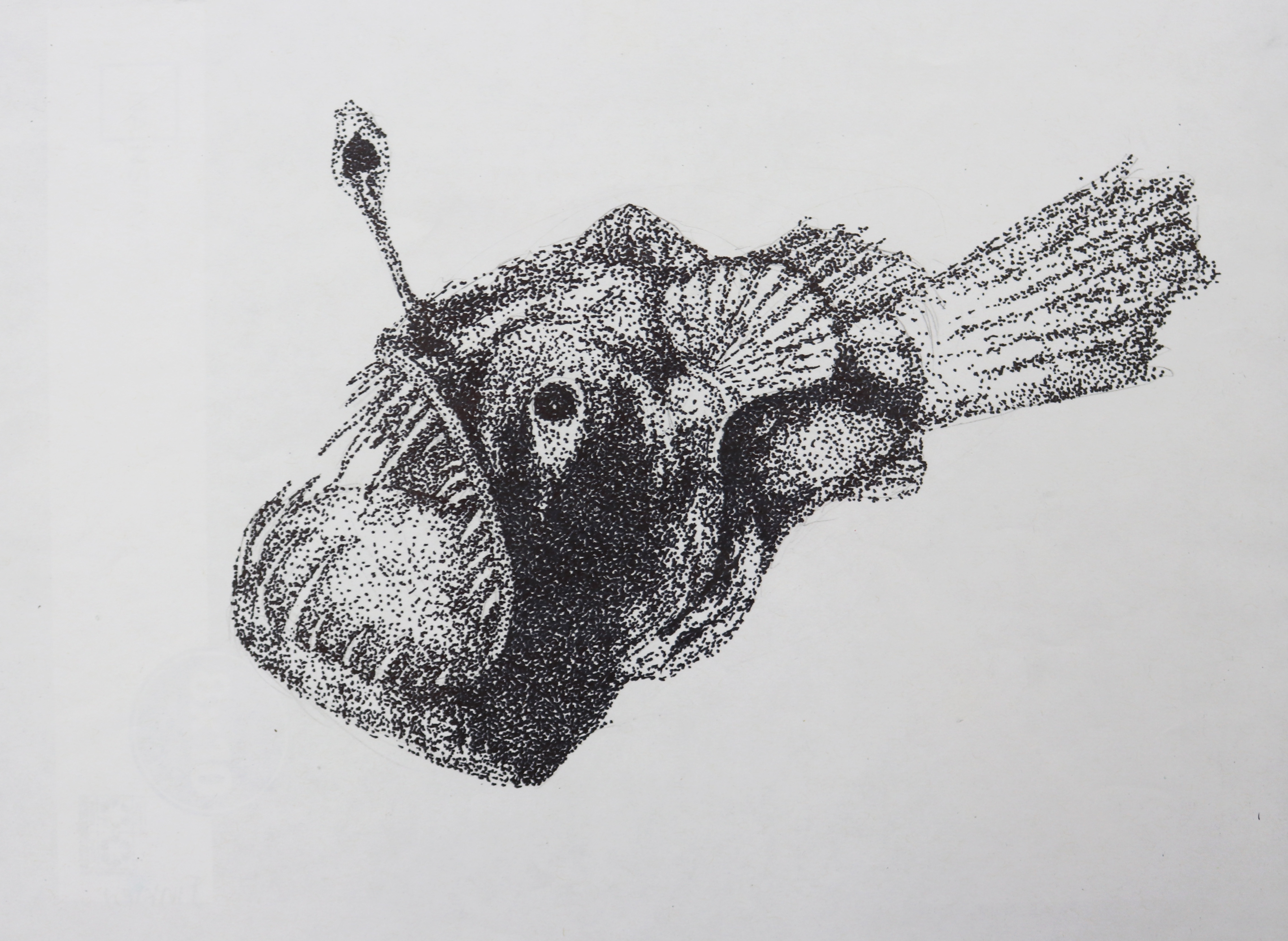 Angler Fish