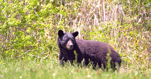Black bear in a field