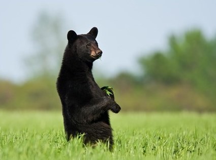 Bear standing in a field of grass
