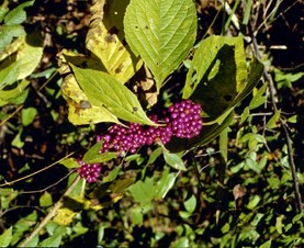 Beautyberry plant