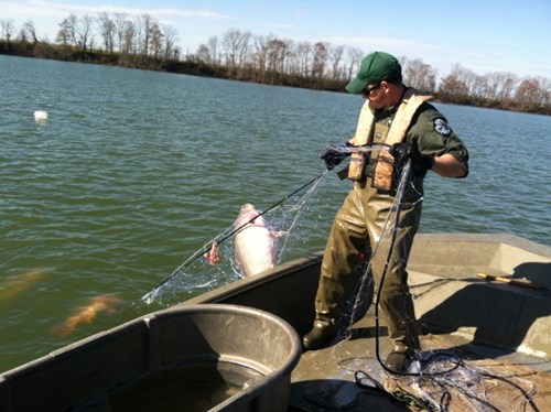 Fishing with a net