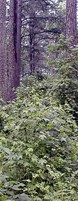 Sweetgum in a forest; undesirable plants like sweetgum can limit food value in unmanaged forests