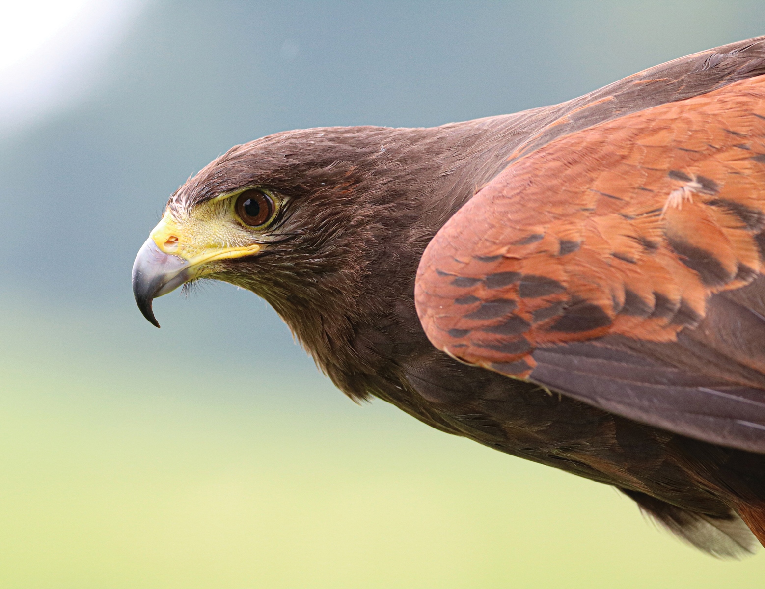 Closeup of a Harris's hawk