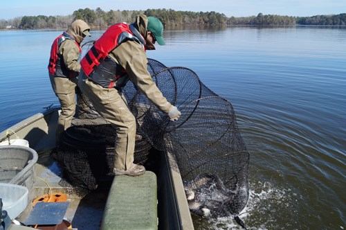 Fishing with a net