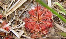 Round-leaved sundew in leaf litter