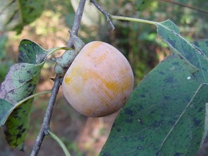 Persimmon plant