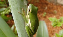 green tree frog