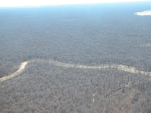 Aerial photo of river and forest habitat