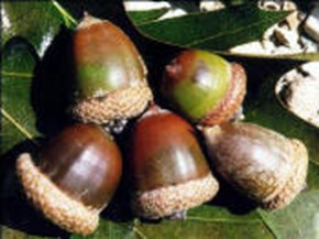 Closeup of acorns on a leaf