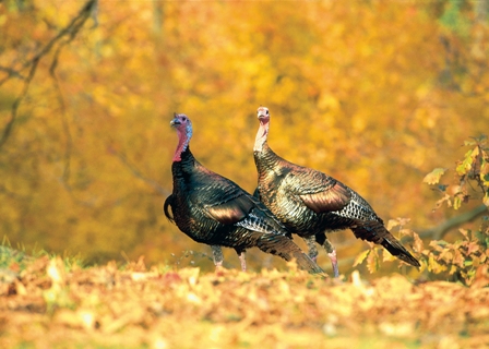 Pair of wild turkey in fall leaves