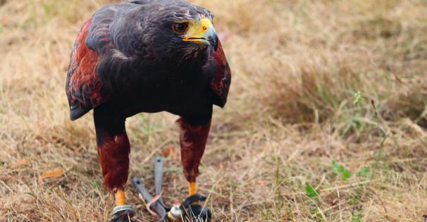 A harris hawk stands on the ground