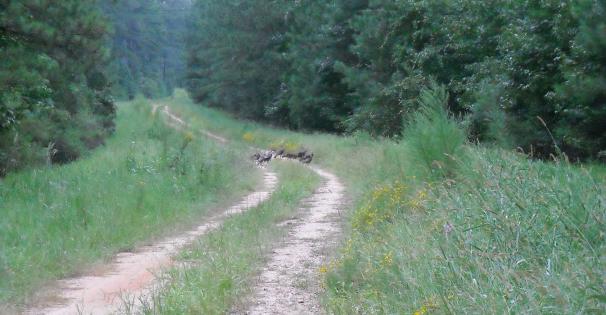 Turkeys crossing a road