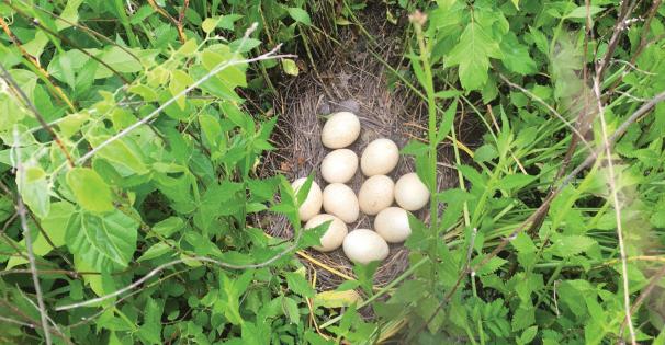 Turkey eggs in a nest