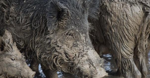 Close-up of group of wild hogs in muddy water
