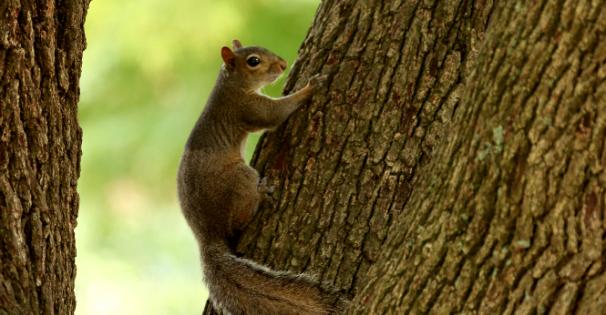 Squirrel on a tree - Photo by MSU Ag Communications/Kat Lawrence