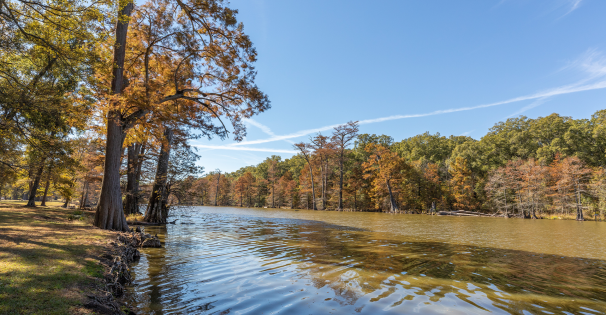 Alligator Lake