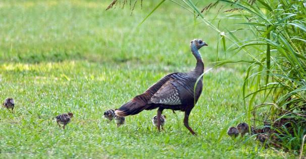 Leave young wildlife alone turkey poults 