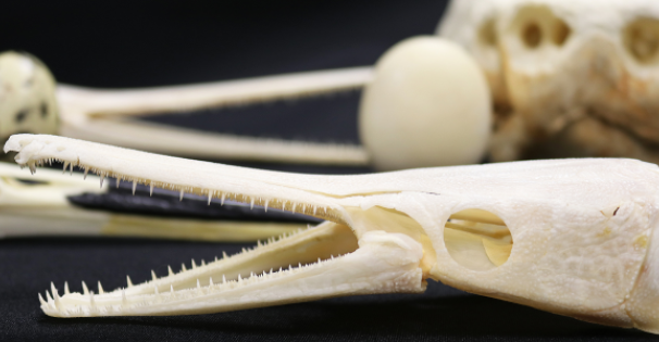 Fish Skull