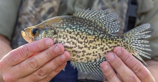 Crappie fish