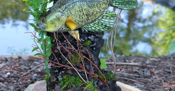 Fish Art