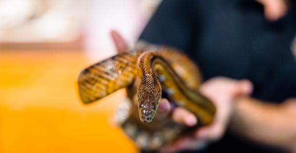 world snake day