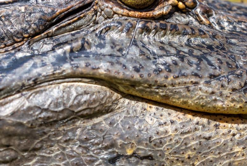 Up close of alligator face