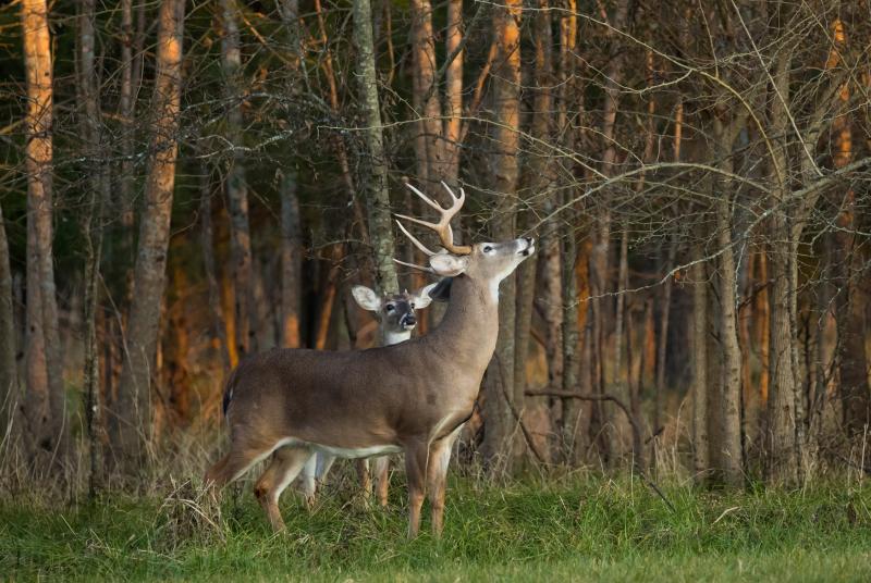 Two deer near the treeline of a field