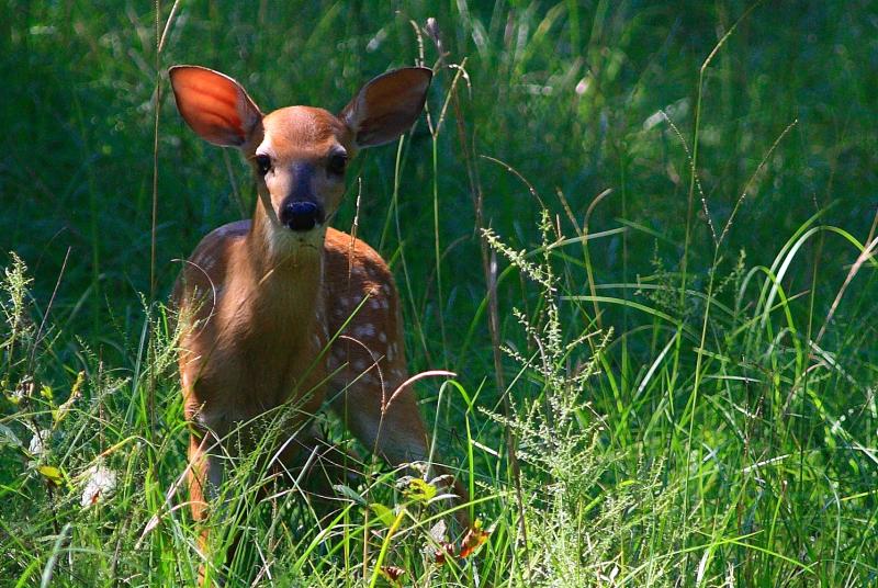 A young deer in tall grass