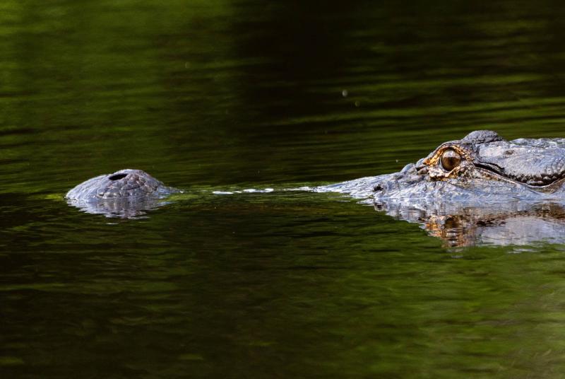 alligator swims in calm water
