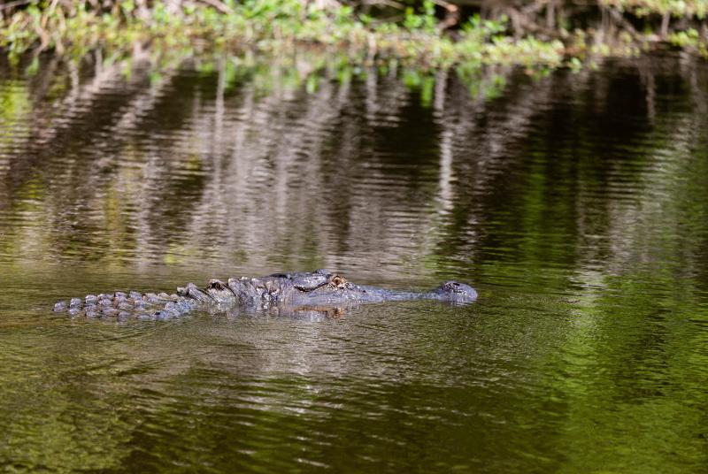 Alligator peeks its head above water