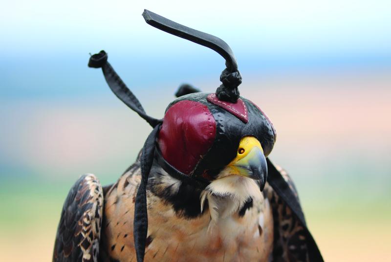 Falcon is trained with a hood