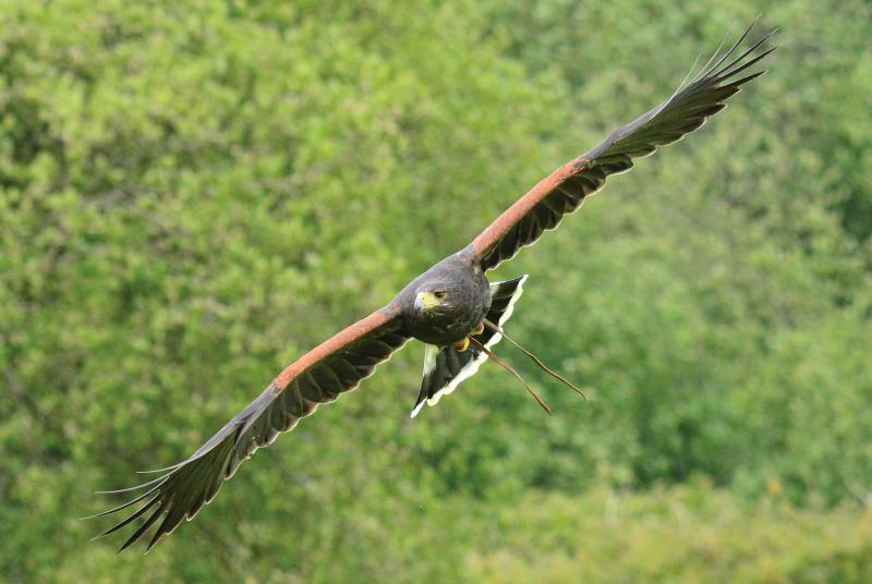 A harris hawk in flight