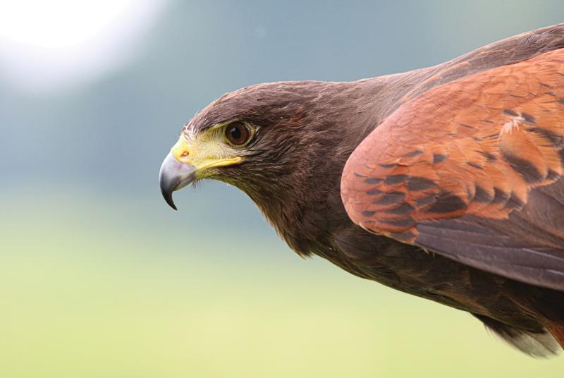 Up close image of a harris hawk with orange-red wing feathers