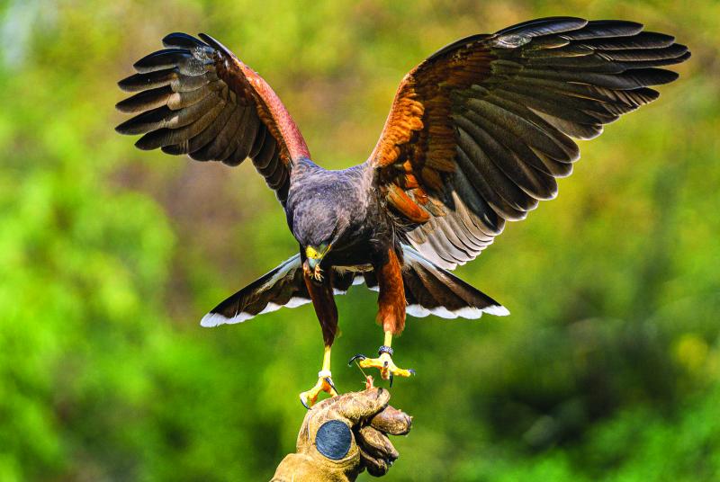 A harris hawk returns to its handler