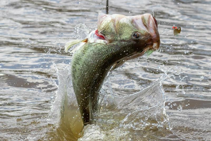Bass jumping out of the water at a lure