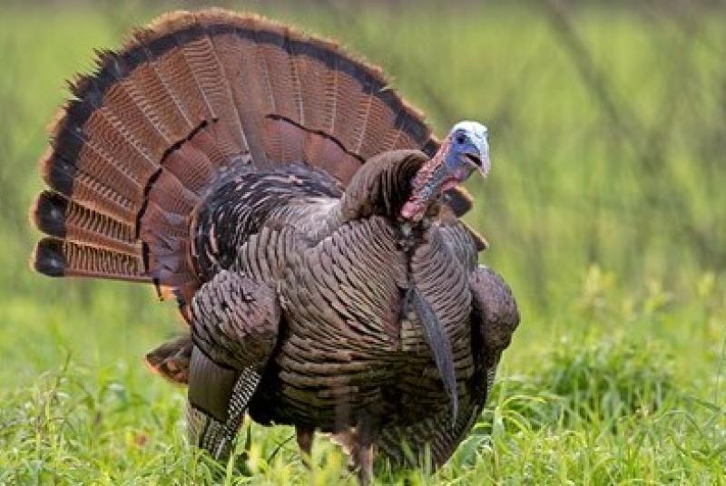 Closeup of turkey