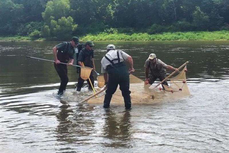 Collaborative backpack electrofishing sampling for Frecklebelly Madtom (Noturus munitus) in the Pearl River