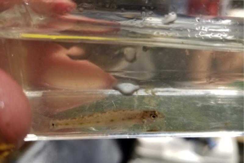 Pearl Darter (Percina aurora) collected while trawling the Pascagoula River.