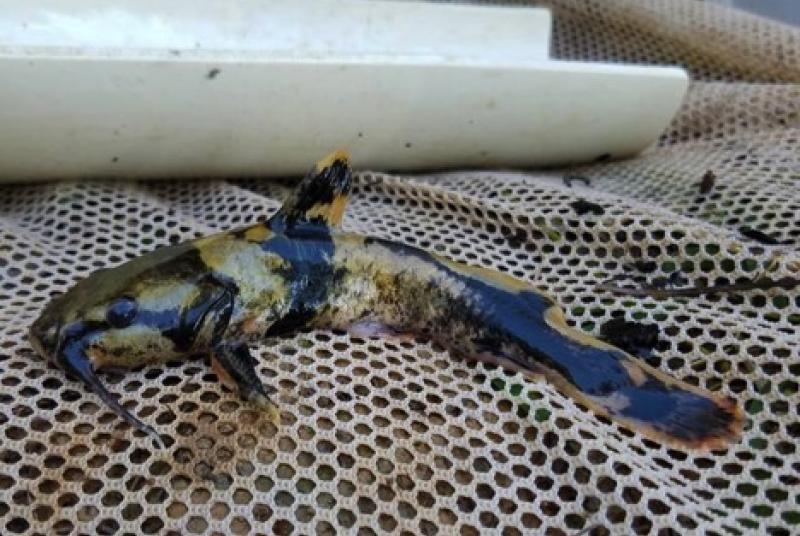 Piebald Madtom (Noturus gladiator) collected from the Coldwater River.