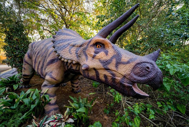 triceratops